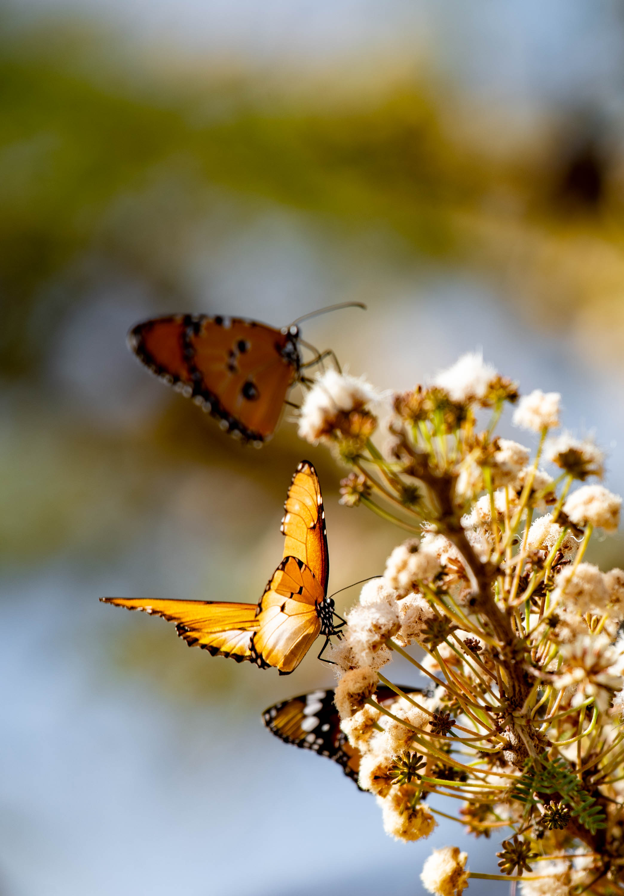 Butterflies
